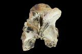 Fossil Crocodylomorph Vertebra - Montana #134813-5